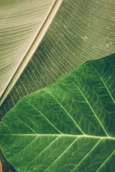 Olivia Joy StClaire: Leaves I by Olivia Joy StClaire