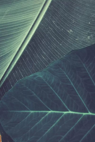 Olivia Joy StClaire: Leaves II by Olivia Joy StClaire
