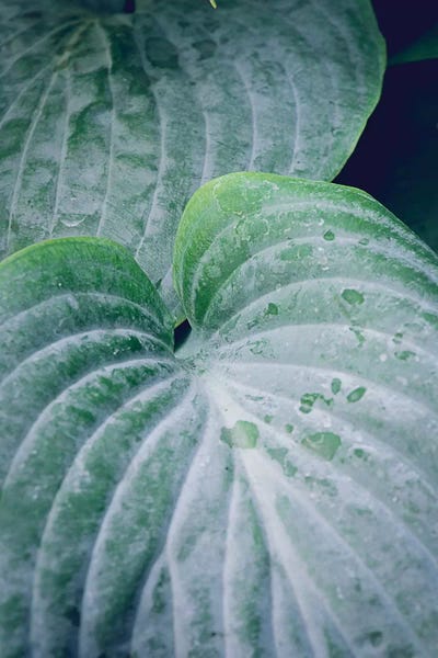 Leaves III by Olivia Joy StClaire framed wall art