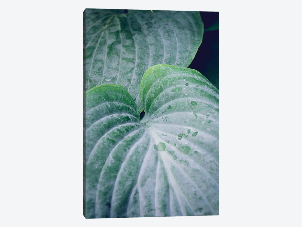 Leaves III by Olivia Joy StClaire 1-piece Canvas Print