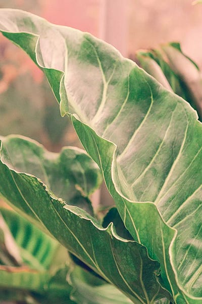 Olivia Joy StClaire: Leaves V by Olivia Joy StClaire