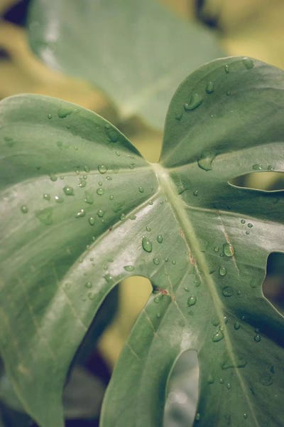 Monsteras: Leaves VI by Olivia Joy StClaire