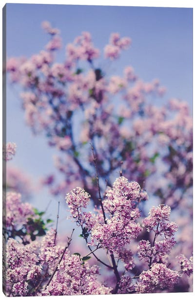 Lilacs Against The Sky Canvas Art Print - Monochromatic Photography