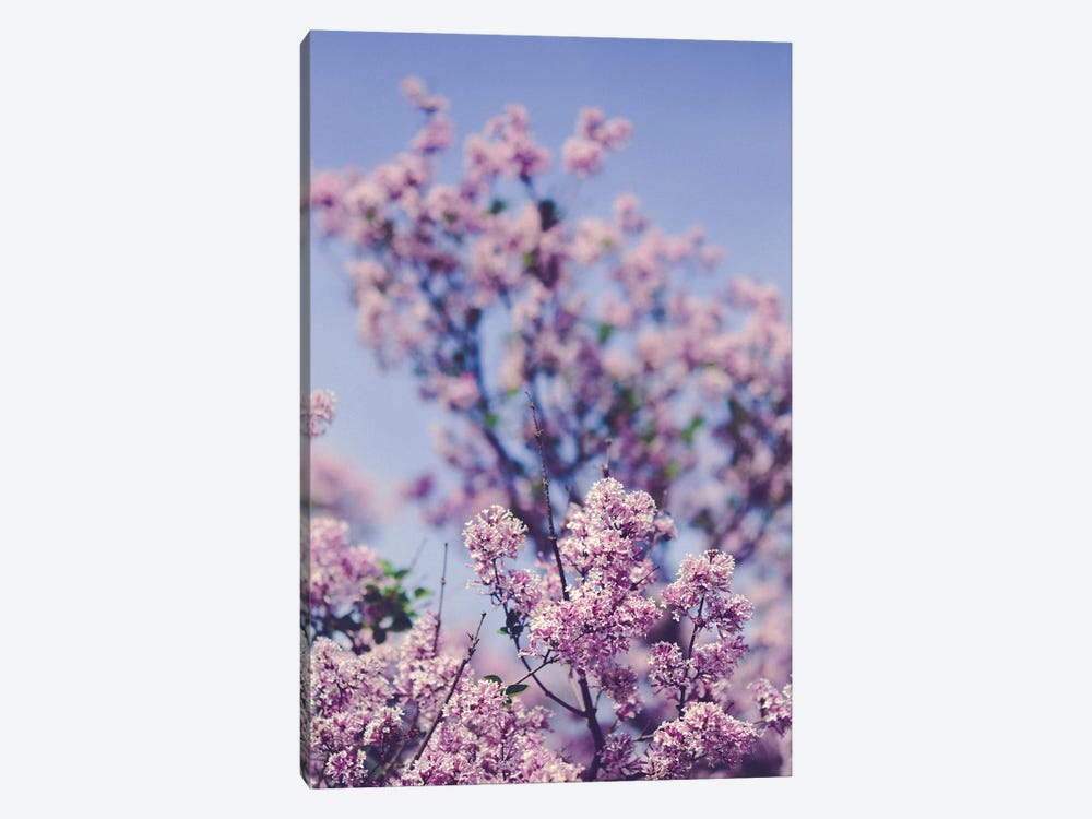 Lilacs Against The Sky by Olivia Joy StClaire 1-piece Canvas Wall Art