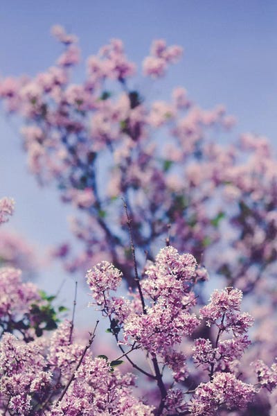 Monochromatic Photography: Lilacs Against The Sky by Olivia Joy StClaire