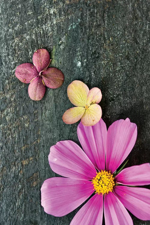 Pink Cosmos