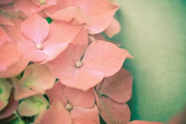 Floral Close-Ups: Pink Hydrangea by Olivia Joy StClaire