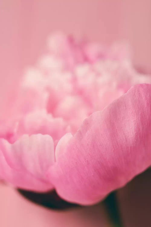 Pink Peony I