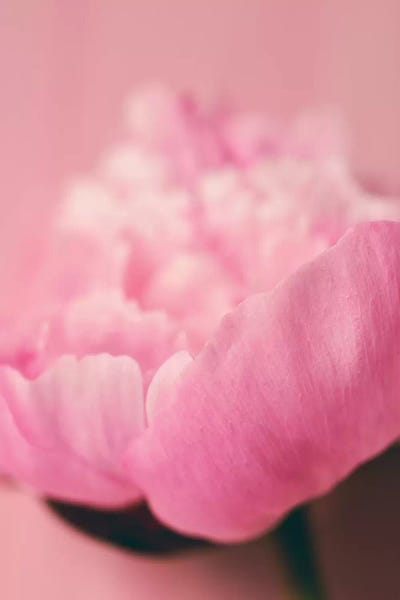 Peonies: Pink Peony I by Olivia Joy StClaire