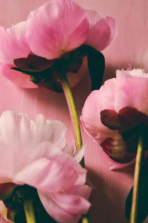 Pink Peony II