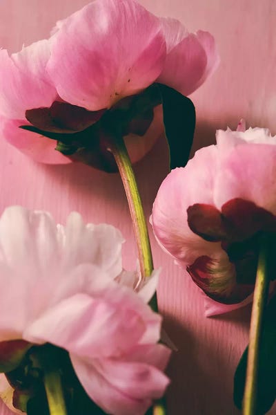 Peonies: Pink Peony II by Olivia Joy StClaire