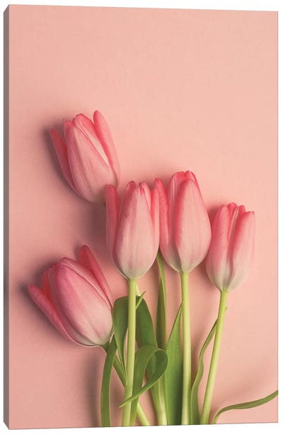 Pink Tulips On Pink Canvas Art Print - Green & Pink Art
