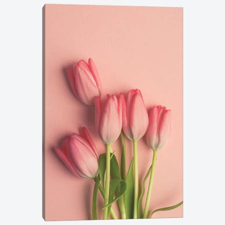 Pink Tulips On Pink Canvas Print #OJS163} by Olivia Joy StClaire Canvas Print
