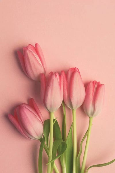 Tulips: Pink Tulips On Pink by Olivia Joy StClaire