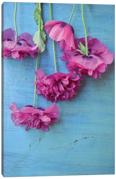 Poppies Canvas Art Print - Olivia Joy StClaire