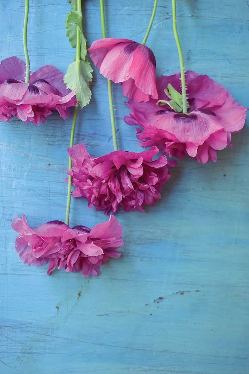 Poppies by Olivia Joy StClaire wall art