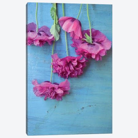 Poppies Canvas Print #OJS164} by Olivia Joy StClaire Canvas Art