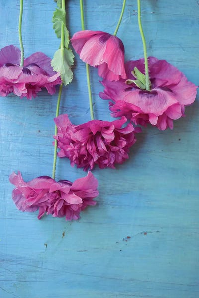 Olivia Joy StClaire: Poppies by Olivia Joy StClaire