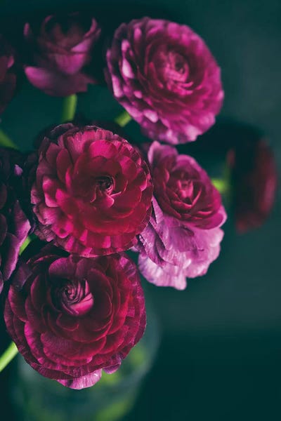 Ranunculi: Purple Ranunculus II by Olivia Joy StClaire