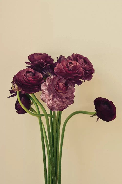 Purple Ranunculus IV