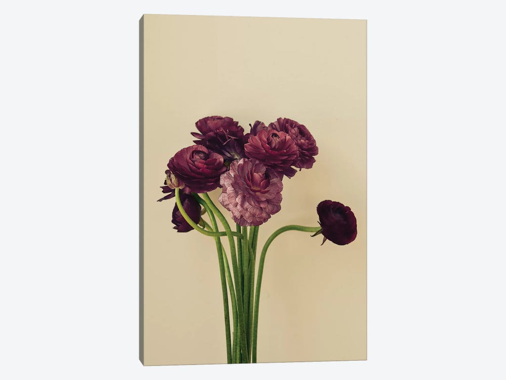 Purple Ranunculus IV by Olivia Joy StClaire 1-piece Canvas Art