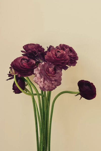 Still Life Photography: Purple Ranunculus IV by Olivia Joy StClaire