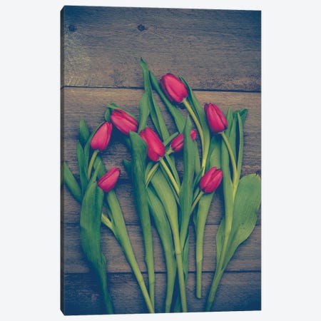 Red Tulips Canvas Print #OJS169} by Olivia Joy StClaire Canvas Print
