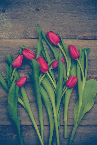 Tulips: Red Tulips by Olivia Joy StClaire
