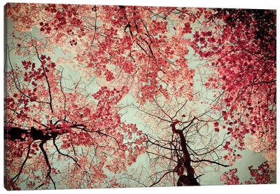Fall Color Canvas Art Print - Tree Close-Up Art