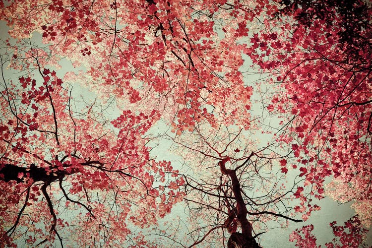 Fall Color by Olivia Joy StClaire wall art