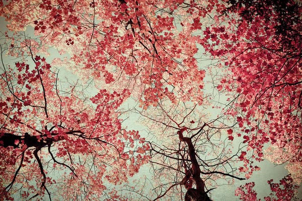 Tree Close-Ups: Fall Color by Olivia Joy StClaire