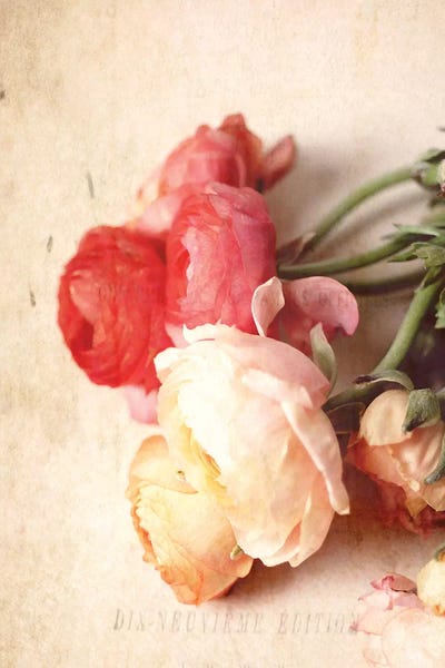 Ranunculi: Romance by Olivia Joy StClaire