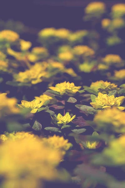 Subtle by Olivia Joy StClaire framed wall art