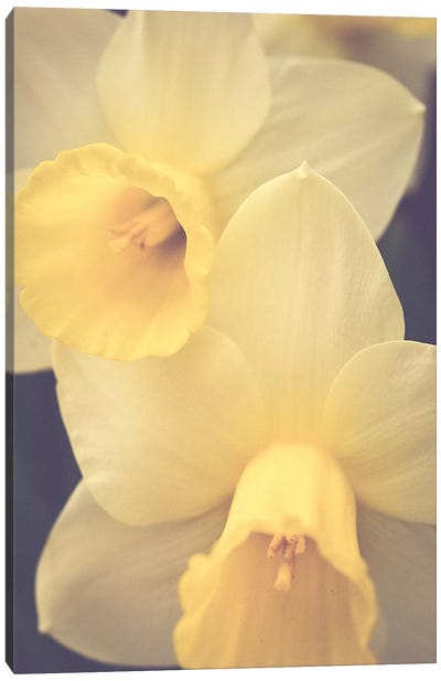 Sweet Spring Canvas Art Print - Daffodil Art