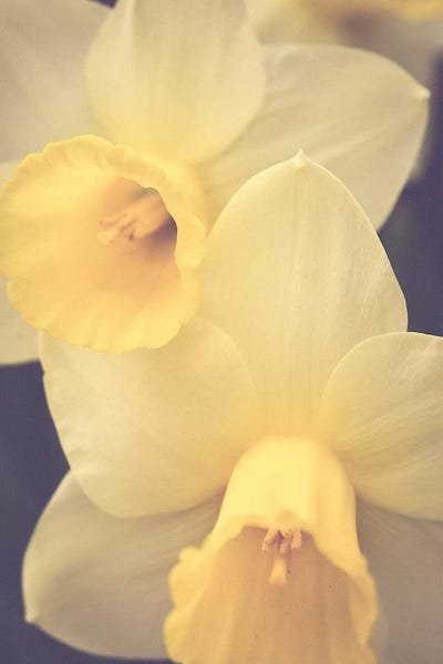 Vintage Styled Photography: Sweet Spring by Olivia Joy StClaire