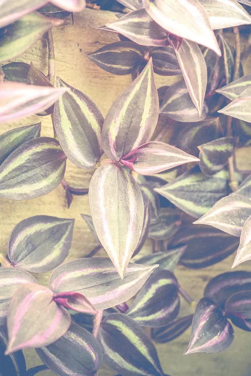 Trailing Leaves by Olivia Joy StClaire wall art