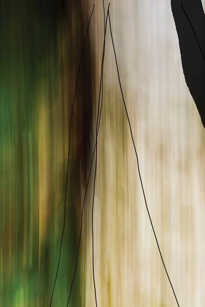 Abstract Photography: Trees And Rock by Olivia Joy StClaire