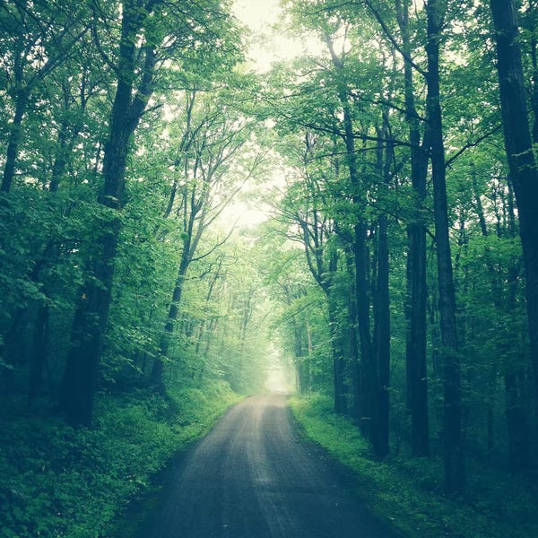 Olivia Joy StClaire: Forest Road by Olivia Joy StClaire