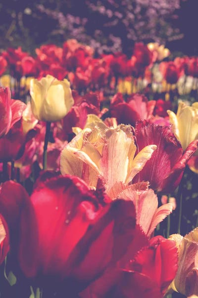 Olivia Joy StClaire: Tulip Love by Olivia Joy StClaire