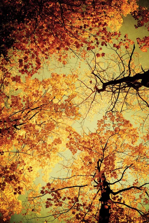 Golden by Olivia Joy StClaire wall art