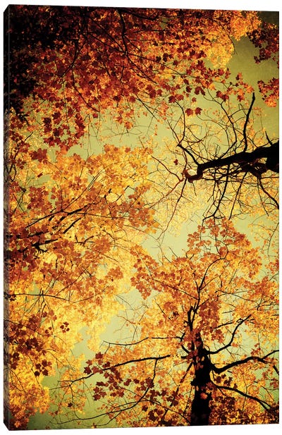 Golden Canvas Art Print - Tree Close-Up Art