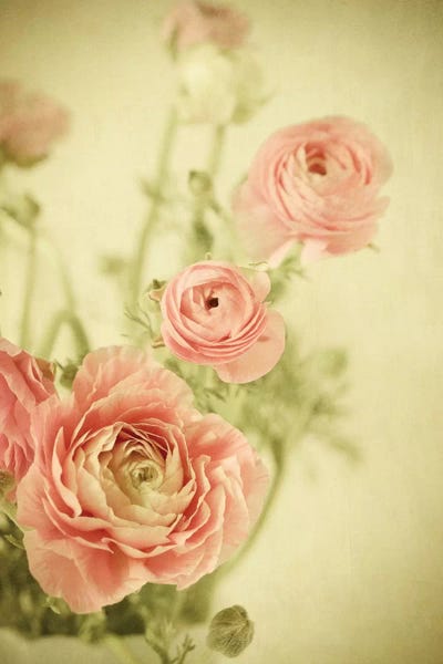 Ranunculi: A Little Romance by Olivia Joy StClaire