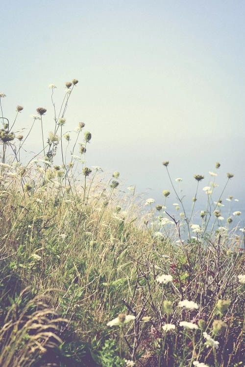 Wildflowers By The Sea