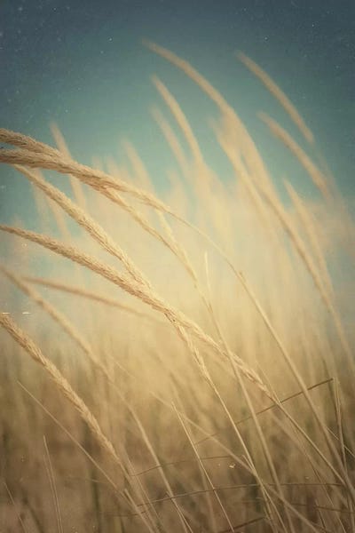 Grasses: Windswept by Olivia Joy StClaire