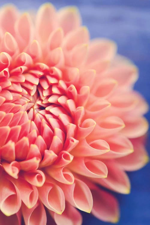 Enlightened by Olivia Joy StClaire wall art