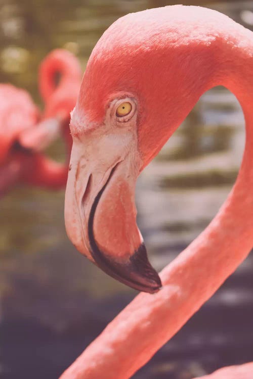 Flamingo Love by Olivia Joy StClaire wall art