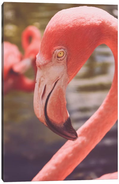 Flamingo Love Canvas Art Print - Olivia Joy StClaire