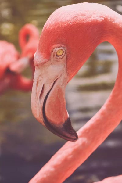 Flamingo Love