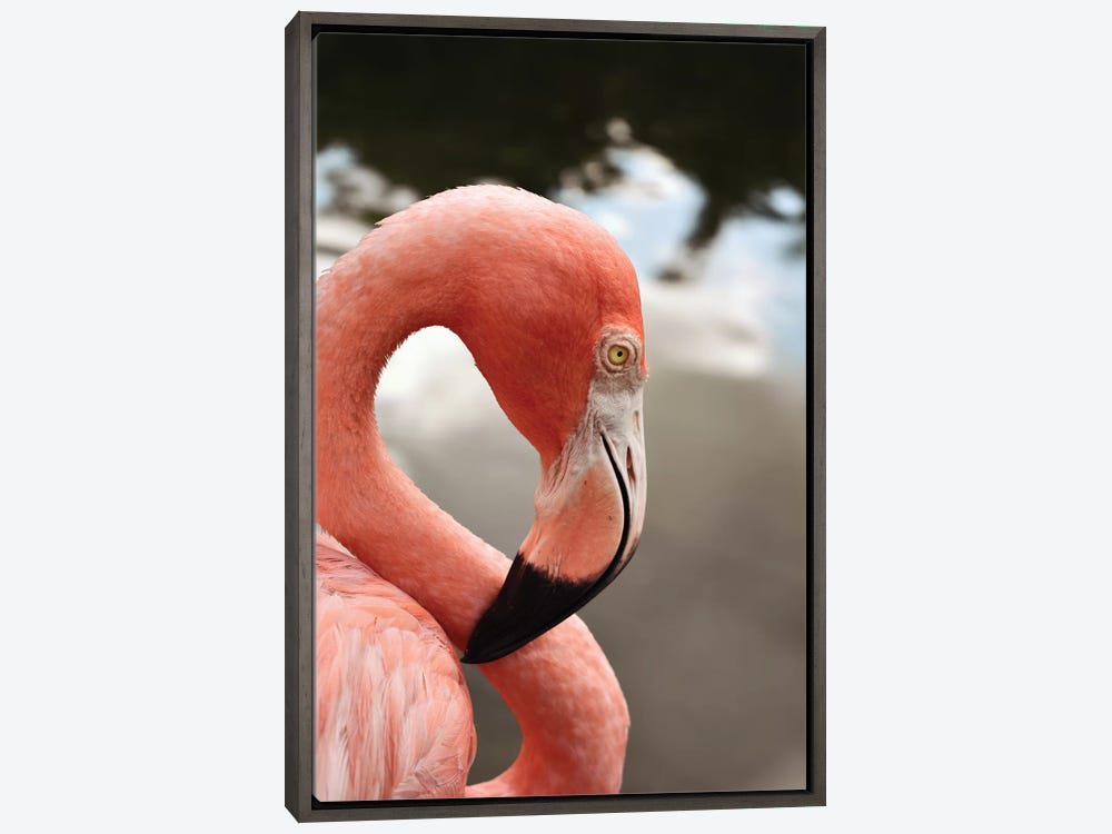 Flamingo Canvas print - Hand Signed by Syman Kaye Living Room