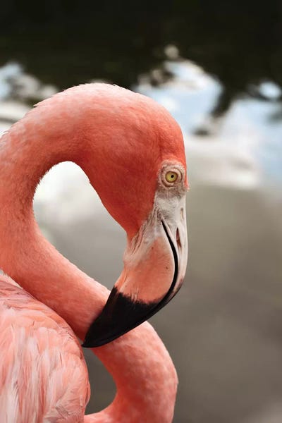 Flamingos: Pink Flamingo by Olivia Joy StClaire